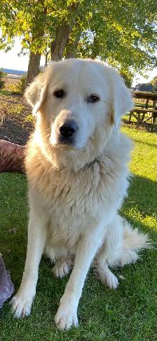 Great Pyrenees/Newfoundland Pups - Photo 9