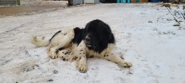 Great Pyrenees/Newfoundland Pups - Photo 10