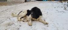 Great Pyrenees/Newfoundland Pups - Photo 10