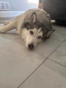 6 year old Siberian Husky