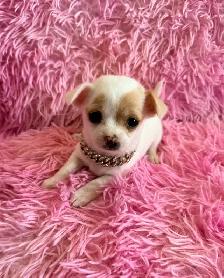 ❤️~Cheagles~❤️