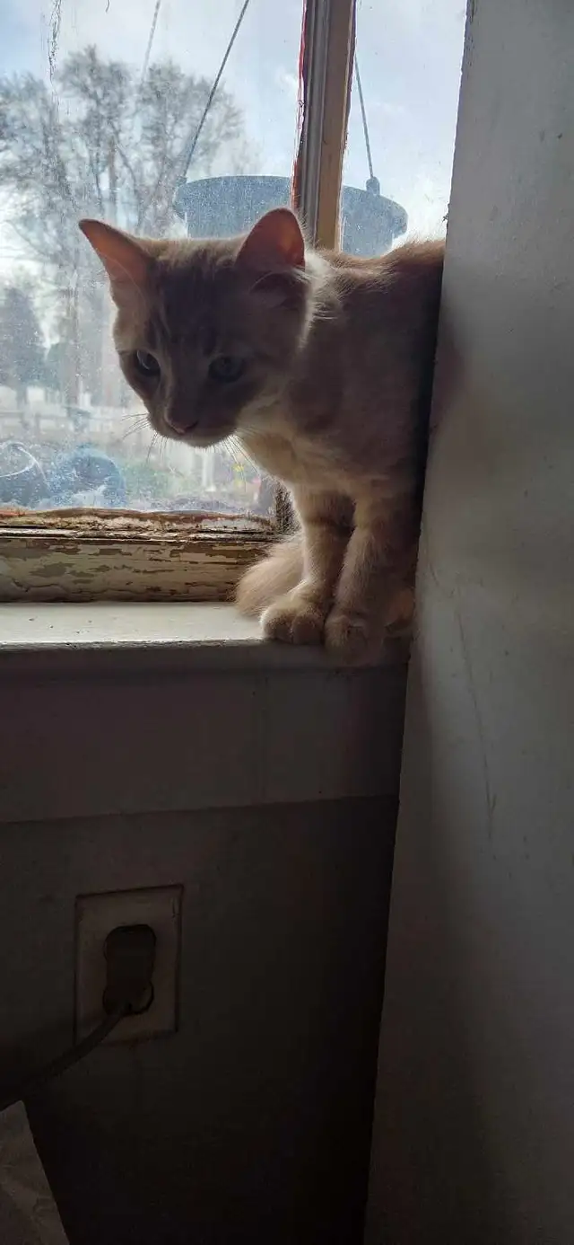 Kittens looking for a good home