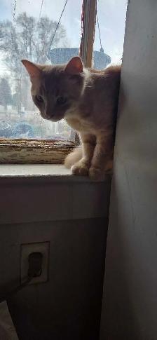 Kittens looking for a good home