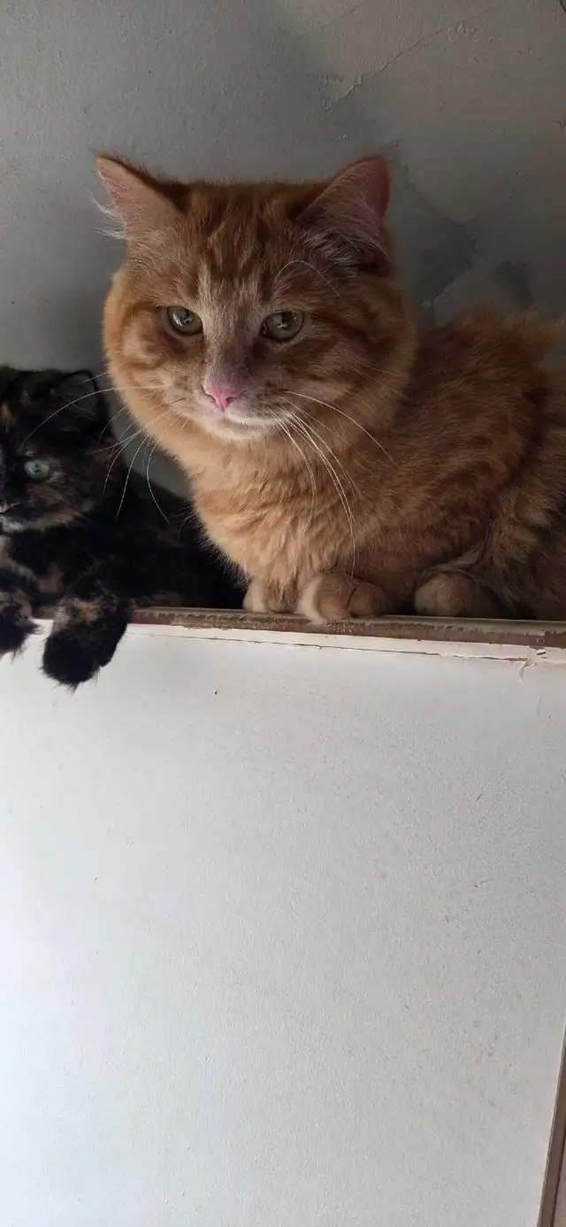 Kittens looking for a good home - Photo 2