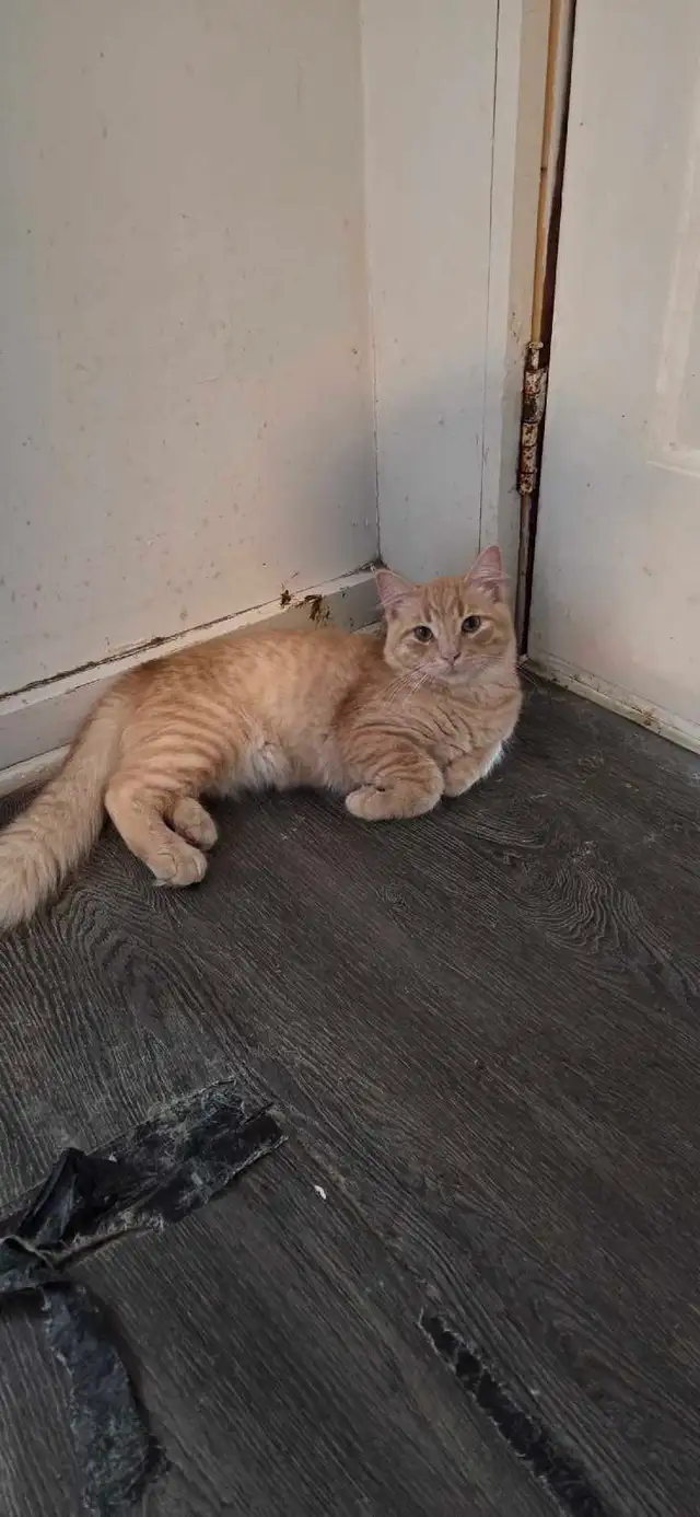 Kittens looking for a good home - Photo 3