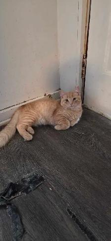 Kittens looking for a good home - Photo 3