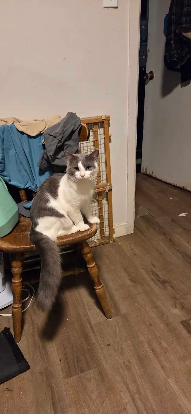 Kittens looking for a good home - Photo 4