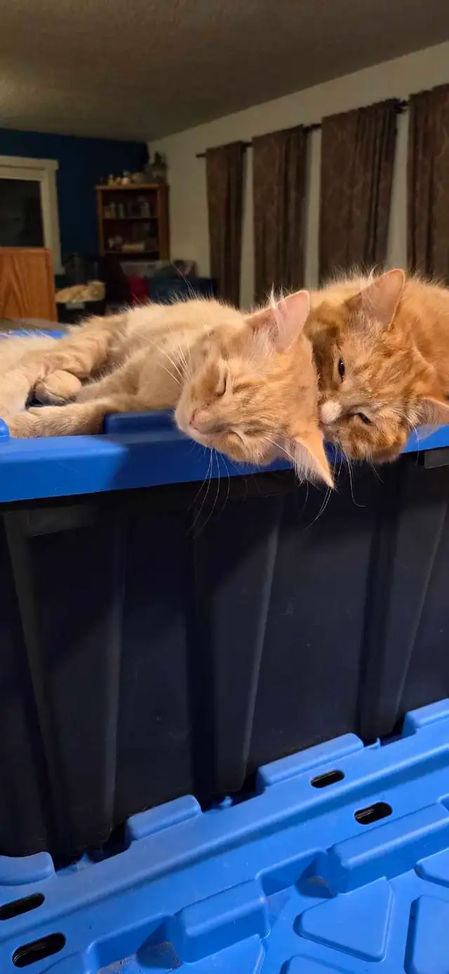 Kittens looking for a good home - Photo 5