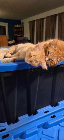 Kittens looking for a good home - Photo 5