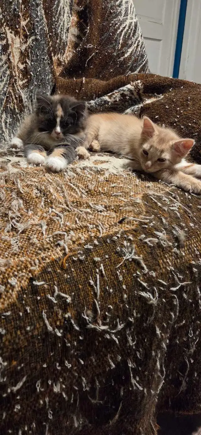 Kittens looking for a good home - Photo 6
