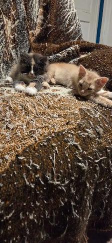 Kittens looking for a good home - Photo 6