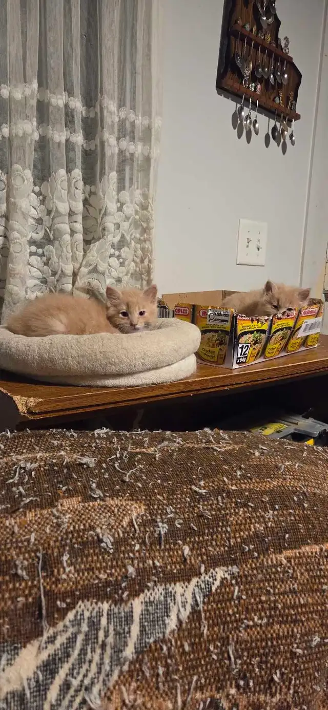 Kittens looking for a good home - Photo 7