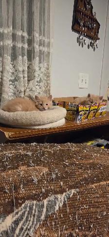 Kittens looking for a good home - Photo 7