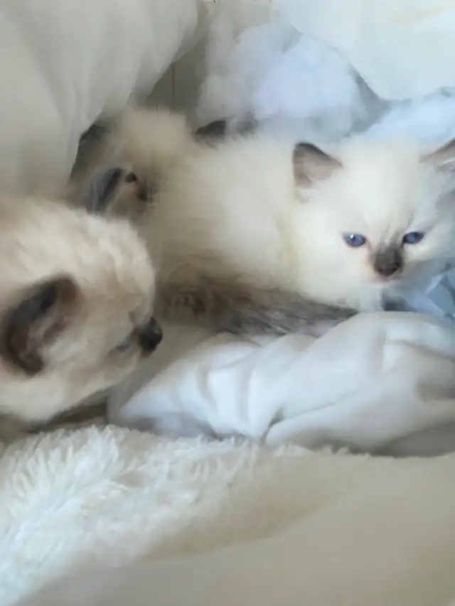 GORGEOUS BABY BICOLOR WHITEMITTED RAGDOLLS!! - Photo 7