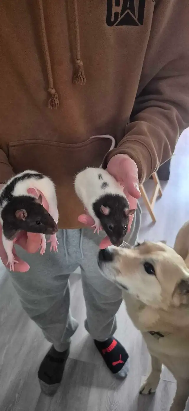 2 rats femelles avec cage!