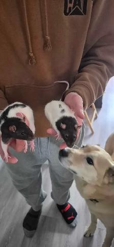 2 rats femelles avec cage!