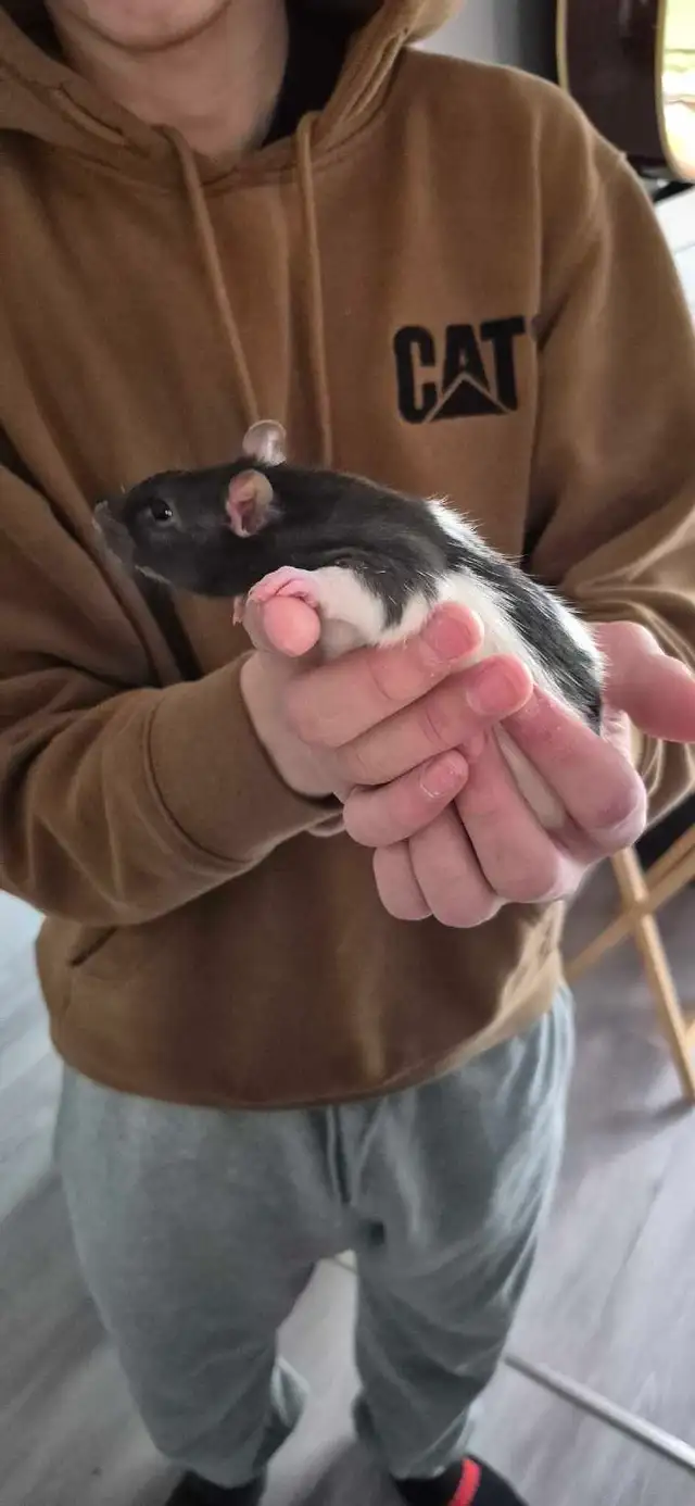 2 rats femelles avec cage! - Photo 2