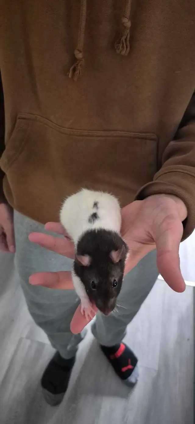 2 rats femelles avec cage! - Photo 3