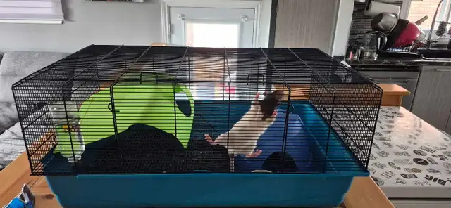 2 rats femelles avec cage! - Photo 4