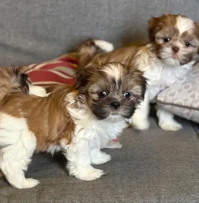 Petit Yorkie toy