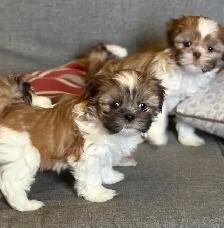 Petit Yorkie toy