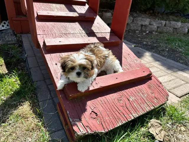 Petit Yorkie toy - Photo 2
