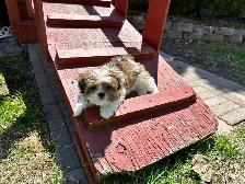 Petit Yorkie toy - Photo 2