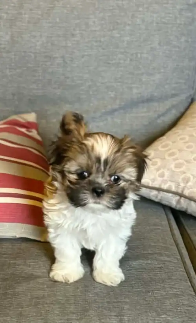 Petit Yorkie toy - Photo 3