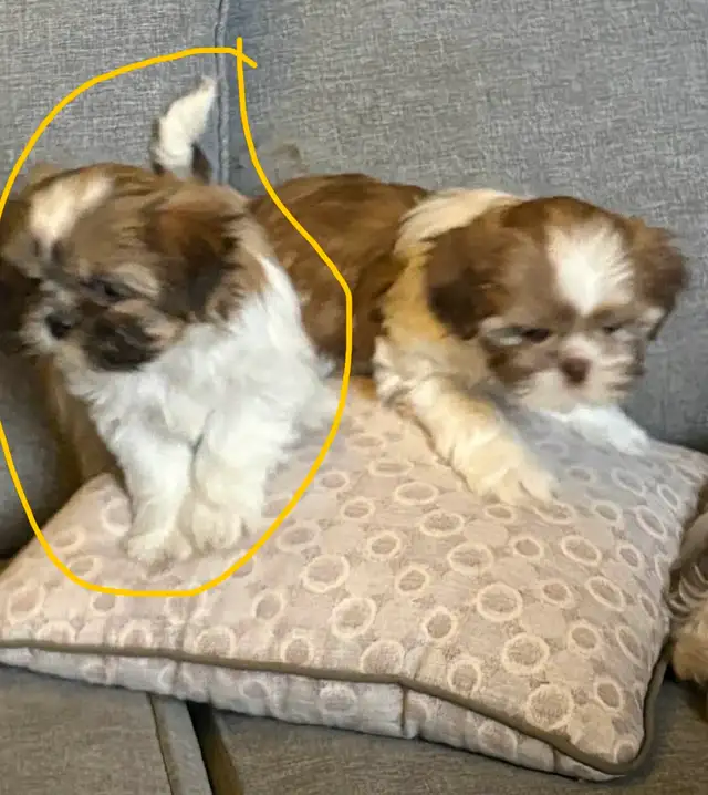 Petit Yorkie toy - Photo 4