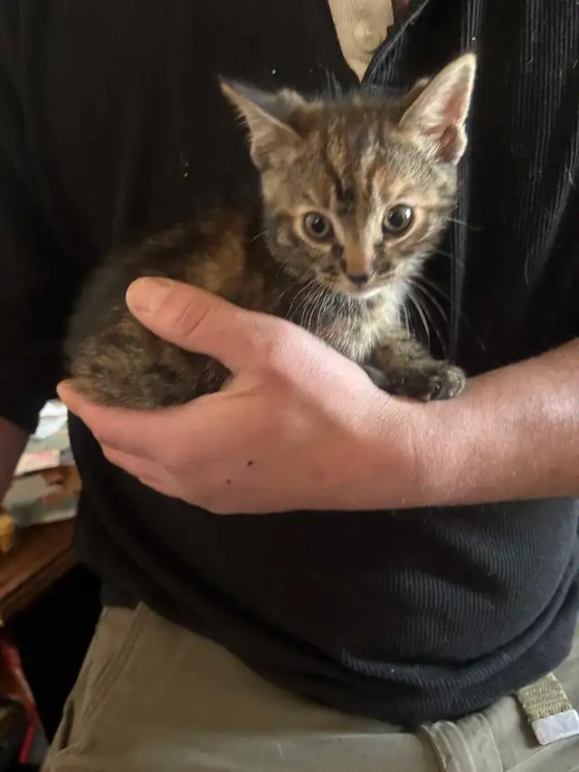 MAINE COON X KITTENS - Photo 2