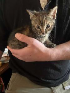 MAINE COON X KITTENS - Photo 2