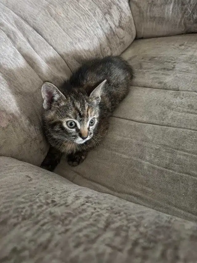 MAINE COON X KITTENS - Photo 3