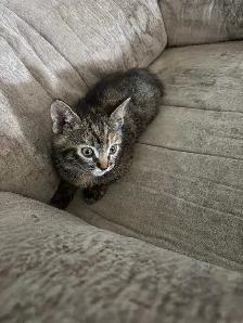 MAINE COON X KITTENS - Photo 3