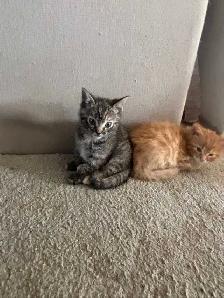 MAINE COON X KITTENS - Photo 4