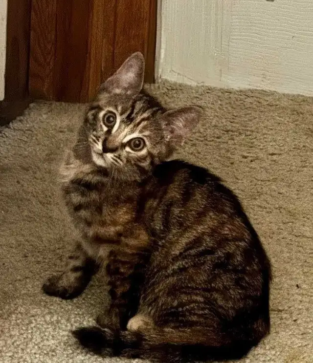 MAINE COON X KITTENS - Photo 5