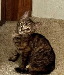 MAINE COON X KITTENS - Photo 5