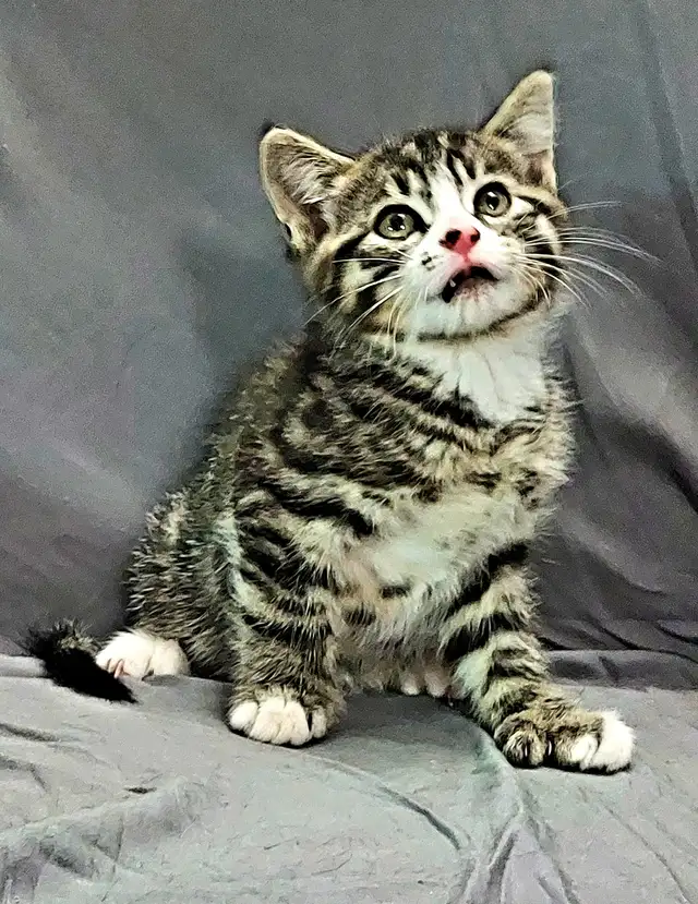 Kittens to go to a good home
