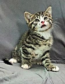 Kittens to go to a good home
