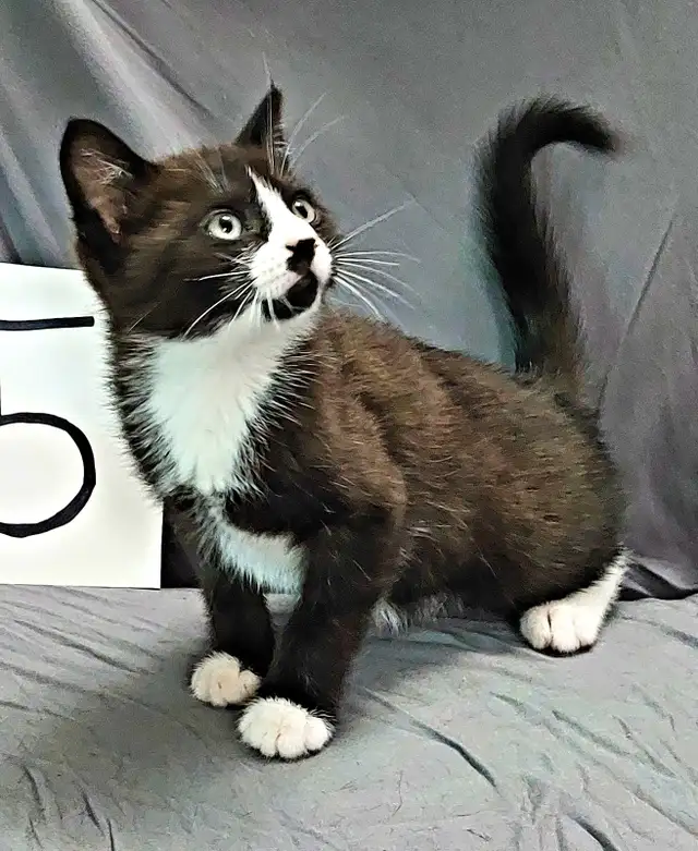 Kittens to go to a good home - Photo 2