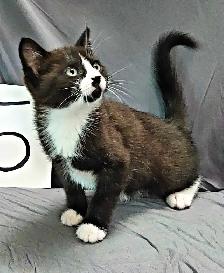 Kittens to go to a good home - Photo 2