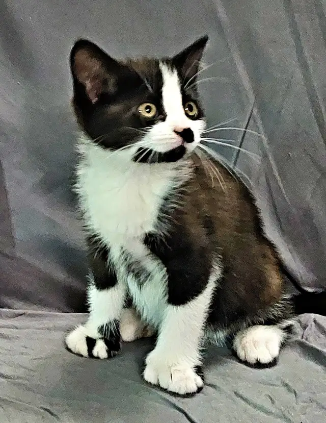 Kittens to go to a good home - Photo 3