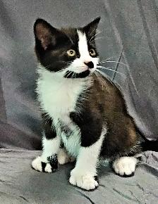 Kittens to go to a good home - Photo 3