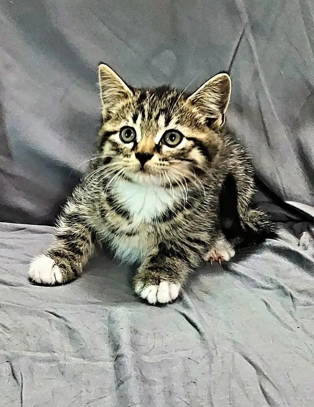 Kittens to go to a good home - Photo 4