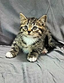Kittens to go to a good home - Photo 4