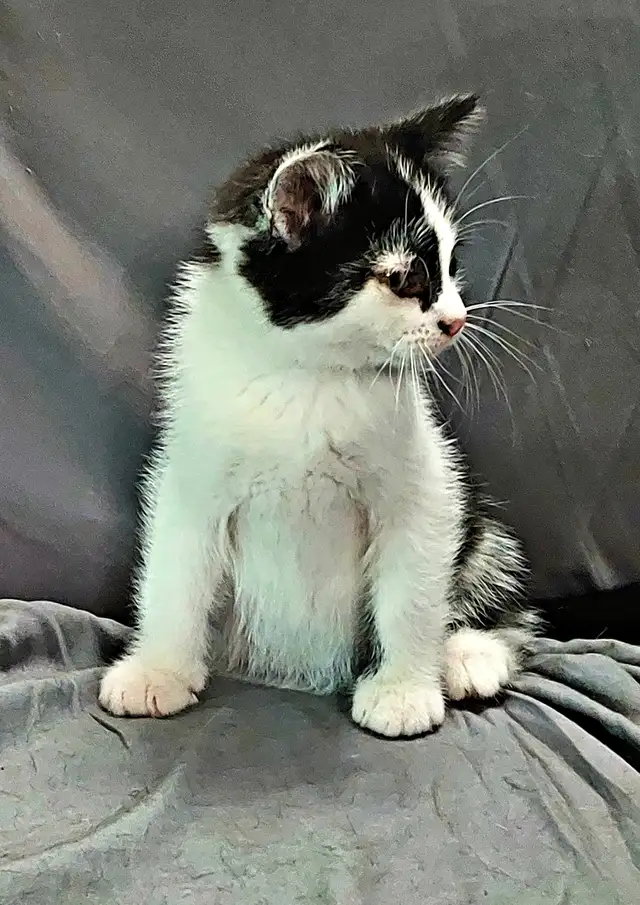 Kittens to go to a good home - Photo 5