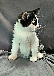 Kittens to go to a good home - Photo 5