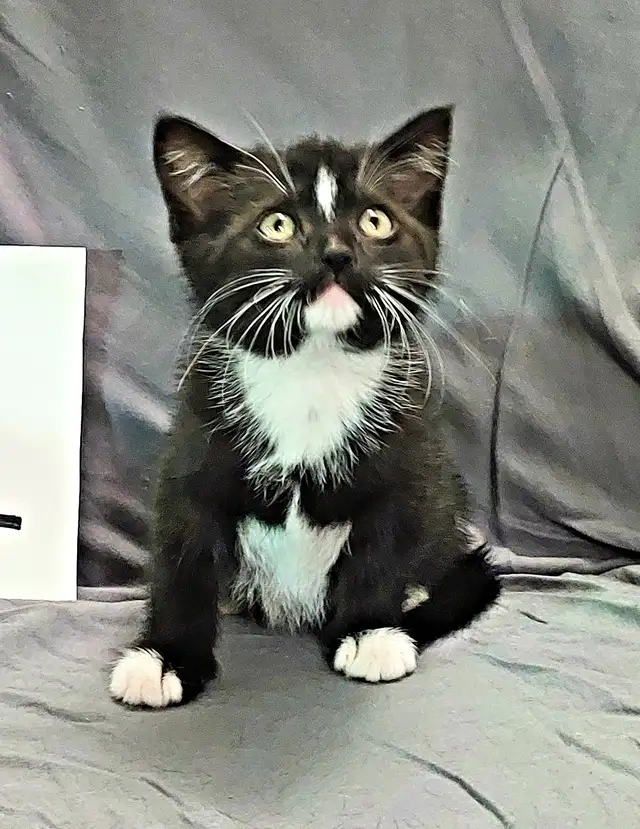 Kittens to go to a good home - Photo 6