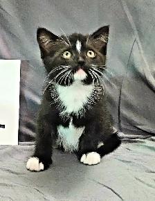 Kittens to go to a good home - Photo 6