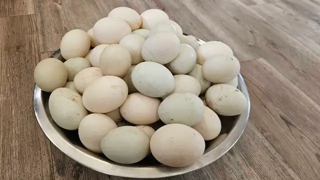 Duck eggs