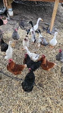 Duck eggs - Photo 2